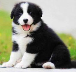 佛山純種邊境牧羊犬幼崽價格及正規犬舍與寵物服務指南